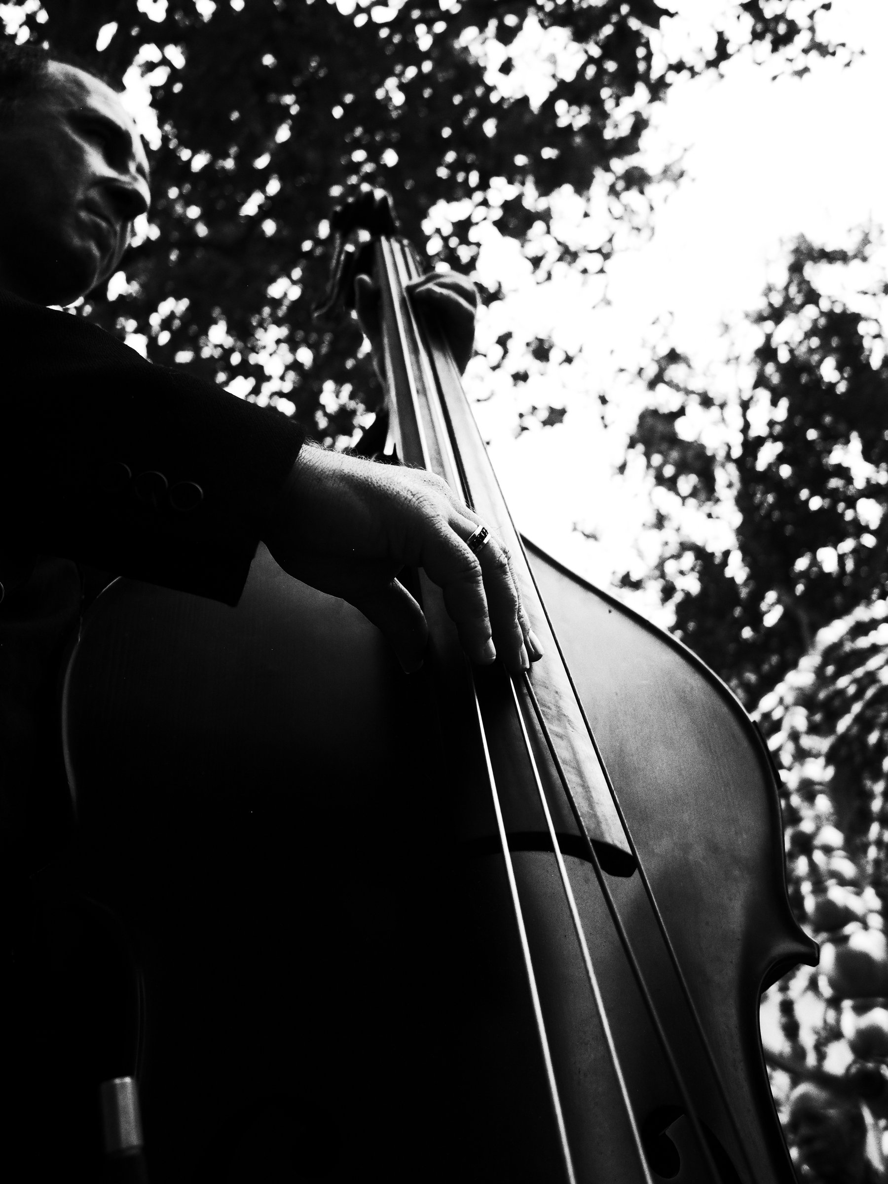 Cellist beneath a tree, black and white, viewed from below