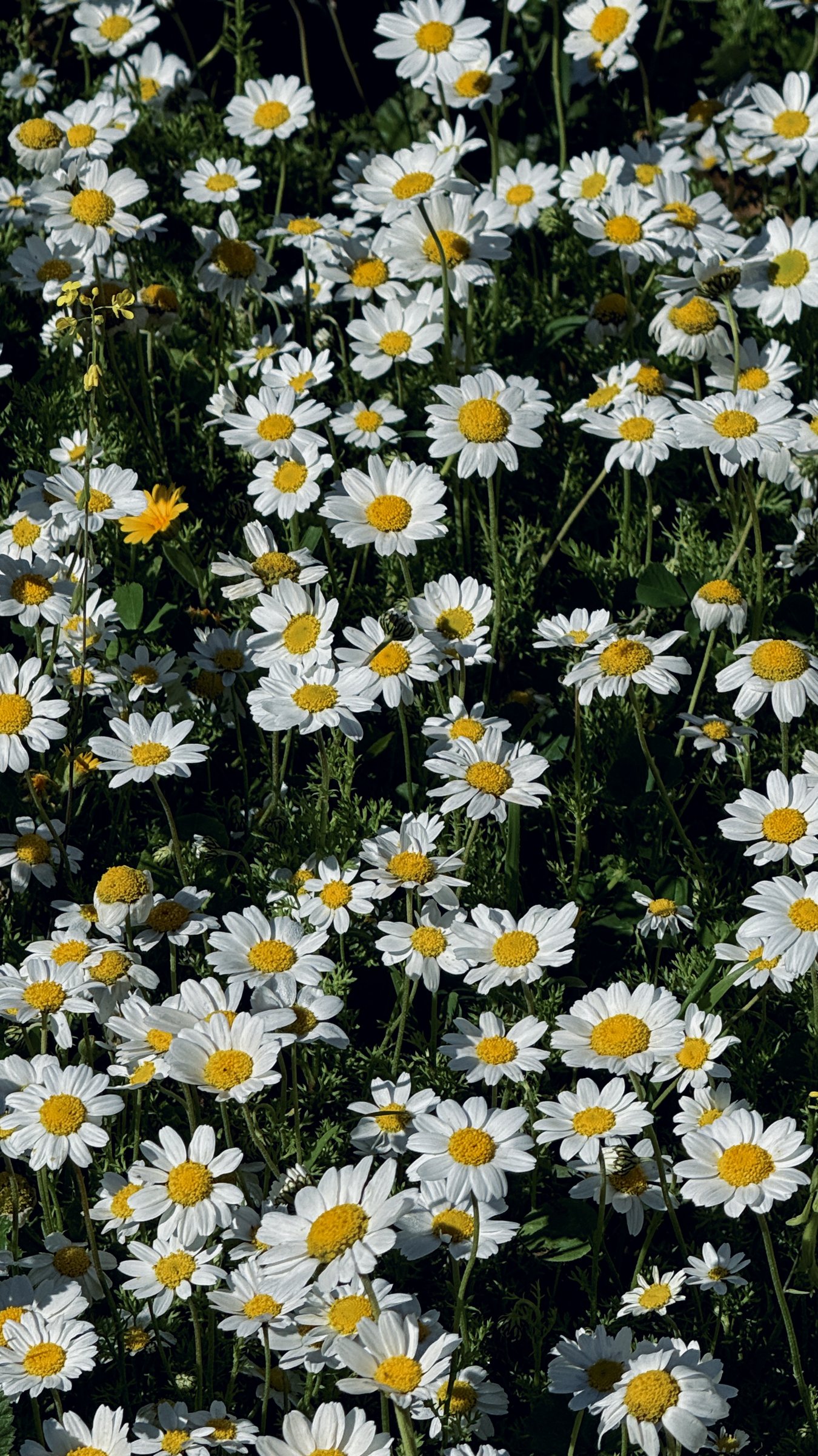 Dense field of white daisies in summer light