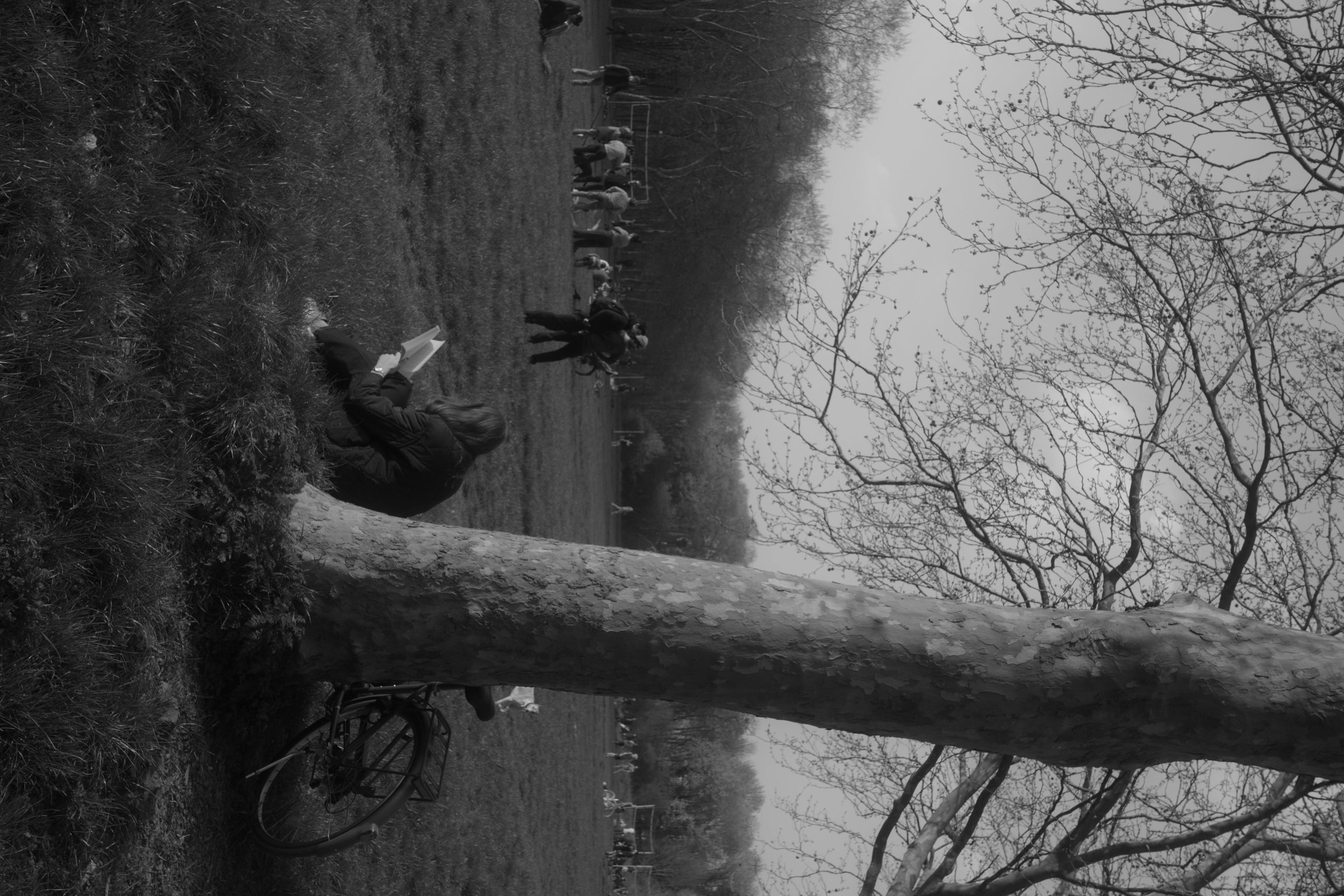 Parisian park, fallen tree, a figure reading on a bench — black and white
